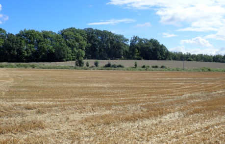 Vycházka s archeology z Třebeně do Žírovic a Františkových Lázní