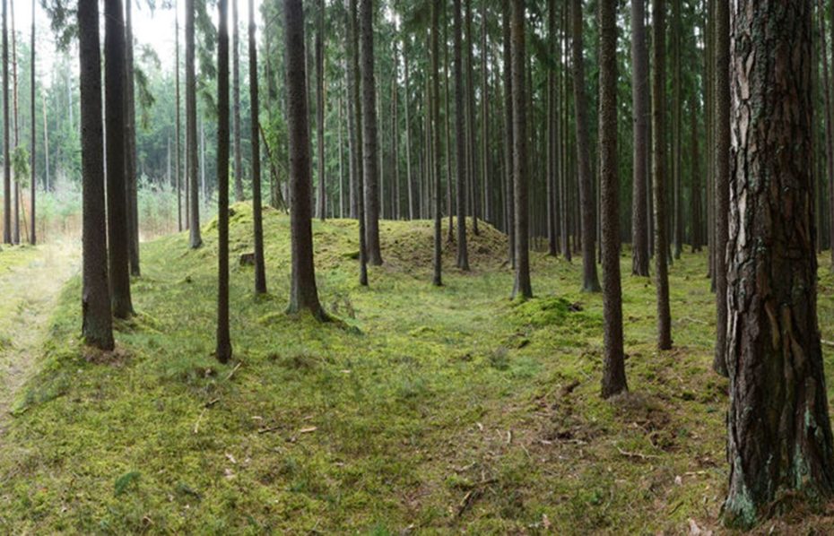 Mohylové pohřebiště Chlum u Sepekova