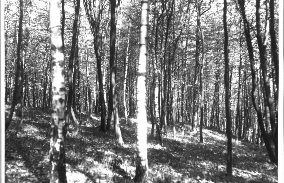Mohylník Jarohněvice